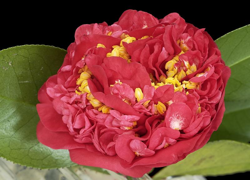 red camellia 03orig