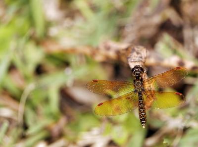 dragonfly Perithemis tenera male 01