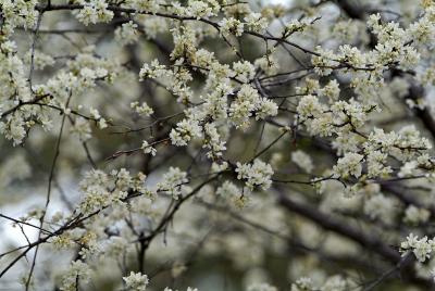 ornamental plum blossoms 4 d