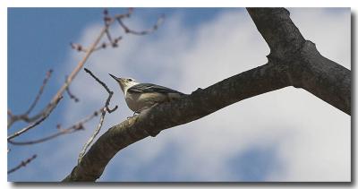 White Breasted Nuthatch