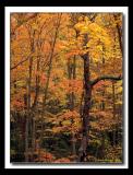 Fall Colors / SW Virginia