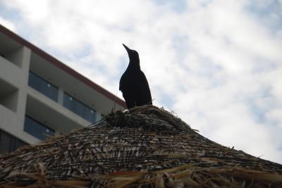 On a straw roof...