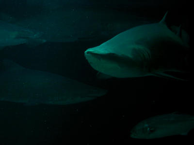 sharkspector.jpg
