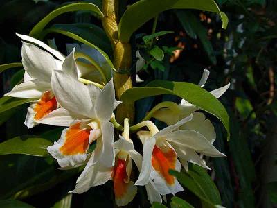 orchidringDSC00361.jpg