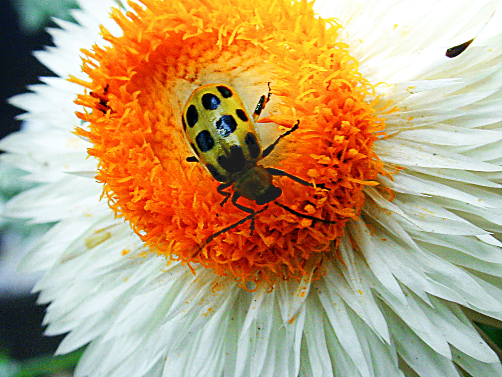beetleonflower.jpg