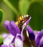 bee and mountain laurel