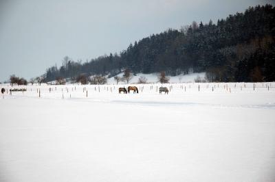 Horses near Goetting