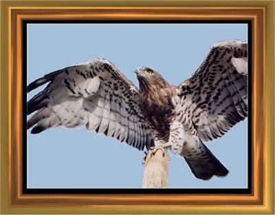 Short-toed Snake Eagle.jpg