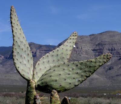 Mule Ear Cactus.jpg