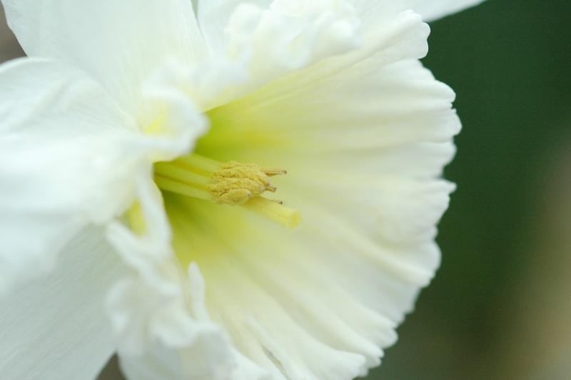 Daffodil 1073