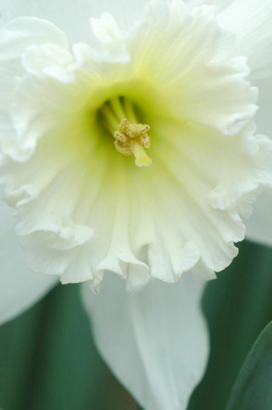 Daffodil 1075