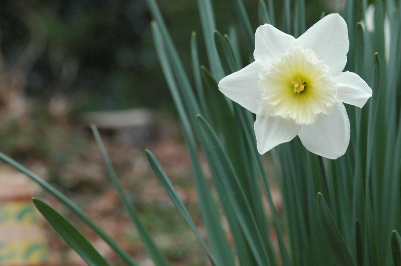 Daffodil 1079