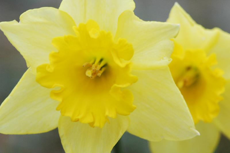 Daffodil 1105