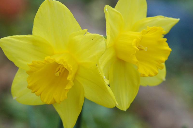 Daffodils 1053
