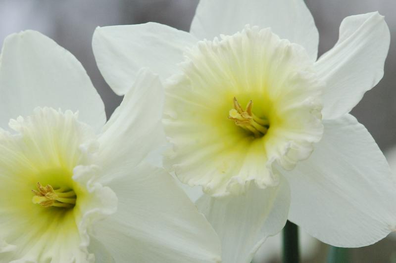 Daffodils 1061