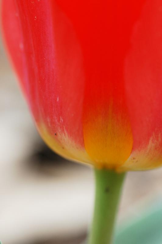 Tulip 1427