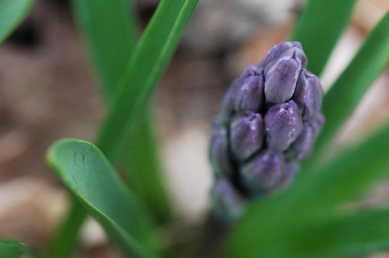 Hyacinth 1169