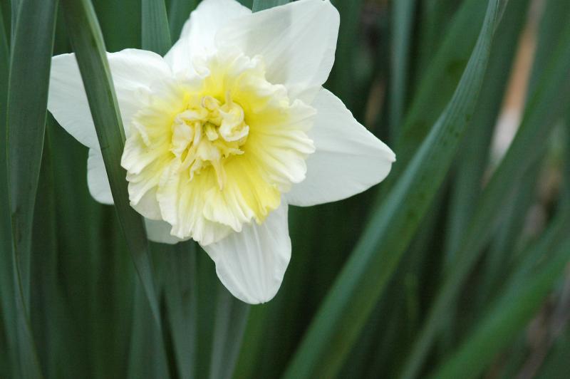 Daffodil 1082