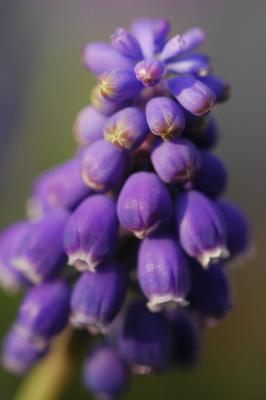 u7/bbellngr/medium/41237660.flora1548.jpg