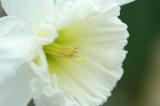Daffodil 1073