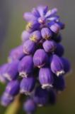 Grape hyacinth 1548