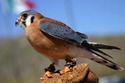 American Kestrel