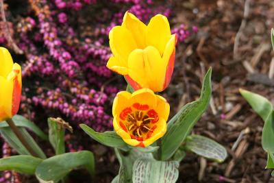 Spring Flowers