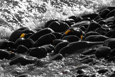 Seaweed