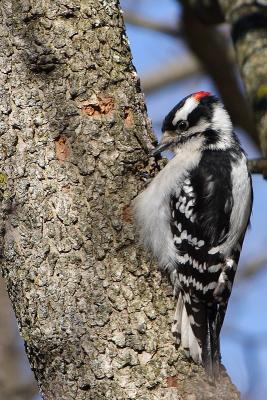 downy woodpecker 001.jpg
