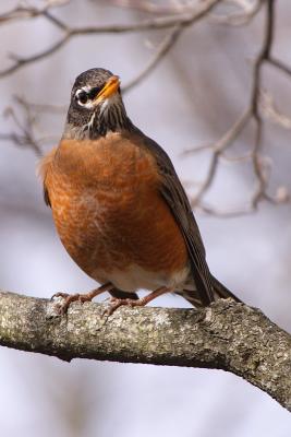 american robin 001.jpg