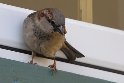 house sparrow 001.jpg