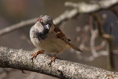 house sparrow 005.jpg