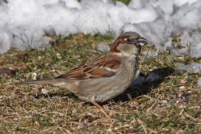 house sparrow 006.jpg