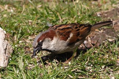 house sparrow 009.jpg