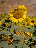 Sunflower field by the pumpkin patch