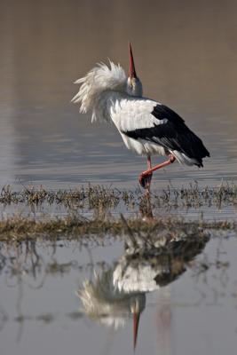 Cicogna bianca (Ciconia ciconia)