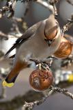 Beccofrusone (Bohemian Waxwing)