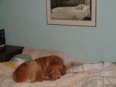 Dog on bed X 2.