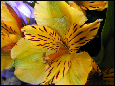 u7/bklyncmt/medium/1079078.FlowersDSCN0303.jpg