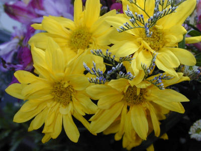 u7/bklyncmt/medium/1079232.FlowersDSCN0259.jpg