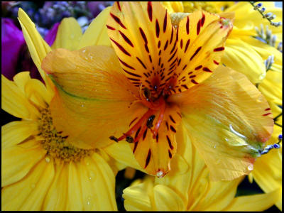 u7/bklyncmt/medium/1079235.FlowersDSCN0269.jpg