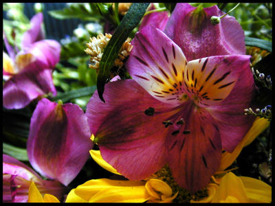 u7/bklyncmt/medium/1079237.FlowersDSCN0275.jpg
