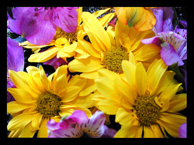 u7/bklyncmt/medium/1079238.FlowersDSCN0278.jpg