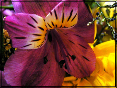 u7/bklyncmt/medium/1079241.FlowersDSCN0284.jpg