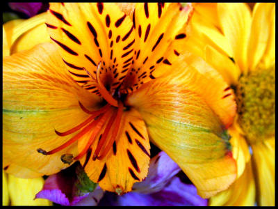 u7/bklyncmt/medium/1079242.FlowersDSCN0285.jpg