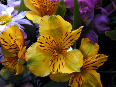 u7/bklyncmt/medium/1093217.FlowersDSCN0308.jpg