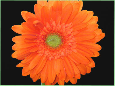 u7/bklyncmt/medium/1164509.CopyofDSCN0366a.jpg