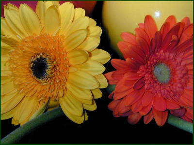 u7/bklyncmt/medium/1164512.CopyofDSCN0387a.jpg
