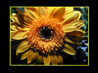 u7/bklyncmt/medium/1164545.CopyofDSCN0448a1.jpg