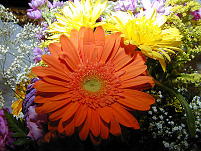 u7/bklyncmt/medium/1180529.Flowers2DSCN0449.jpg